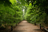 forest ecology ivo 1735 3.2 650px