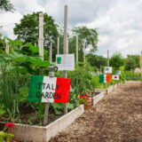 An arrangement of raised vegetable garden beds labeled by country