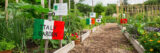 An arrangement of vegetable garden plots labeled by the country they represent