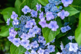 A bundle of purple flowers surrounded by green leaves
