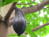 A large brown pod hanging from a brown tree branch