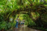 A group of students explore a lush green conservatory full of tropical plants