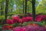 A sunny forest garden full of pink and purple flowers