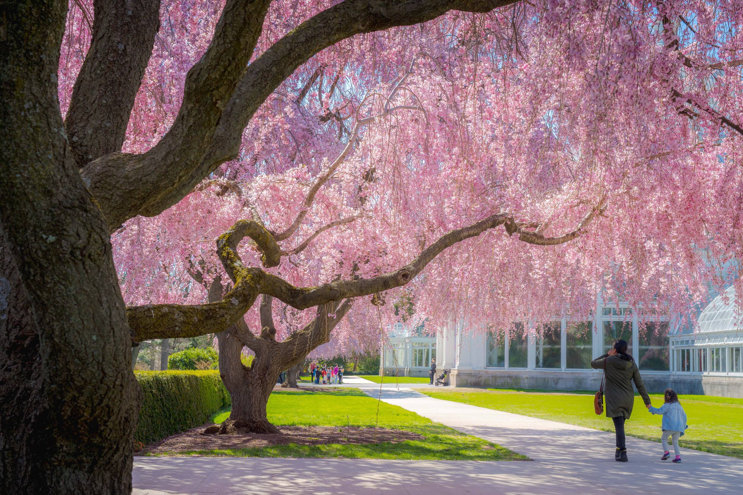 A parent and child walk beneath a canopy of pink tree flowers