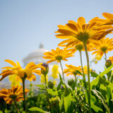 An arrangement of yellow flowers growing on green stems under a sunny blue sky