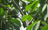 Green fruits on a tree covered in green leaves