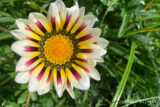 A vivid flower with white and yellow petals