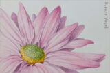 a drawing of a pink flower with long petals and a yellow center