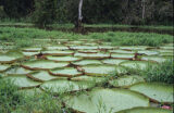A cluster of large green lily pads