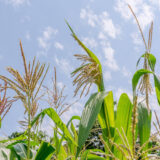 An arrangement of green corn stalks under a blue sky