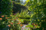 A green garden punctuated by orange flowers