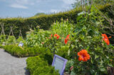 A green garden with red flowers under a blue sky