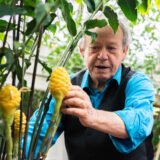 A person in a black vest and blue shirt investigates large yellow fruits among green leaves