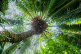 A brown trunk with a spray of green fronds growing from the top