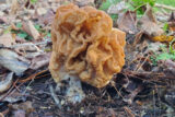 a picture of a muted yellow mushroom growing out of the ground with green and brown leaves in the background