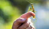 a preying mantis perches on a person's hand