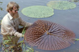 A person in a tan shirt holds up a large reddish water lily pad on the water's surface