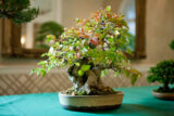 a bonsai tree stands on a table with a green tablecloth