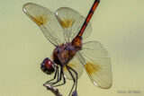 a close-up image of a dragonfly on a branch