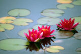 A triplet of red flowers blooming on the water's surface, surrounded by green lily pads