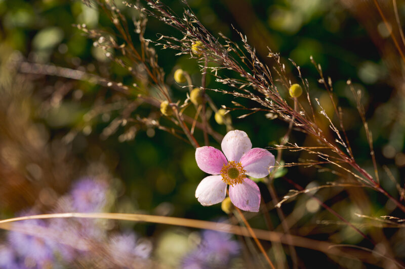 A small pink flower among brown shrubberies