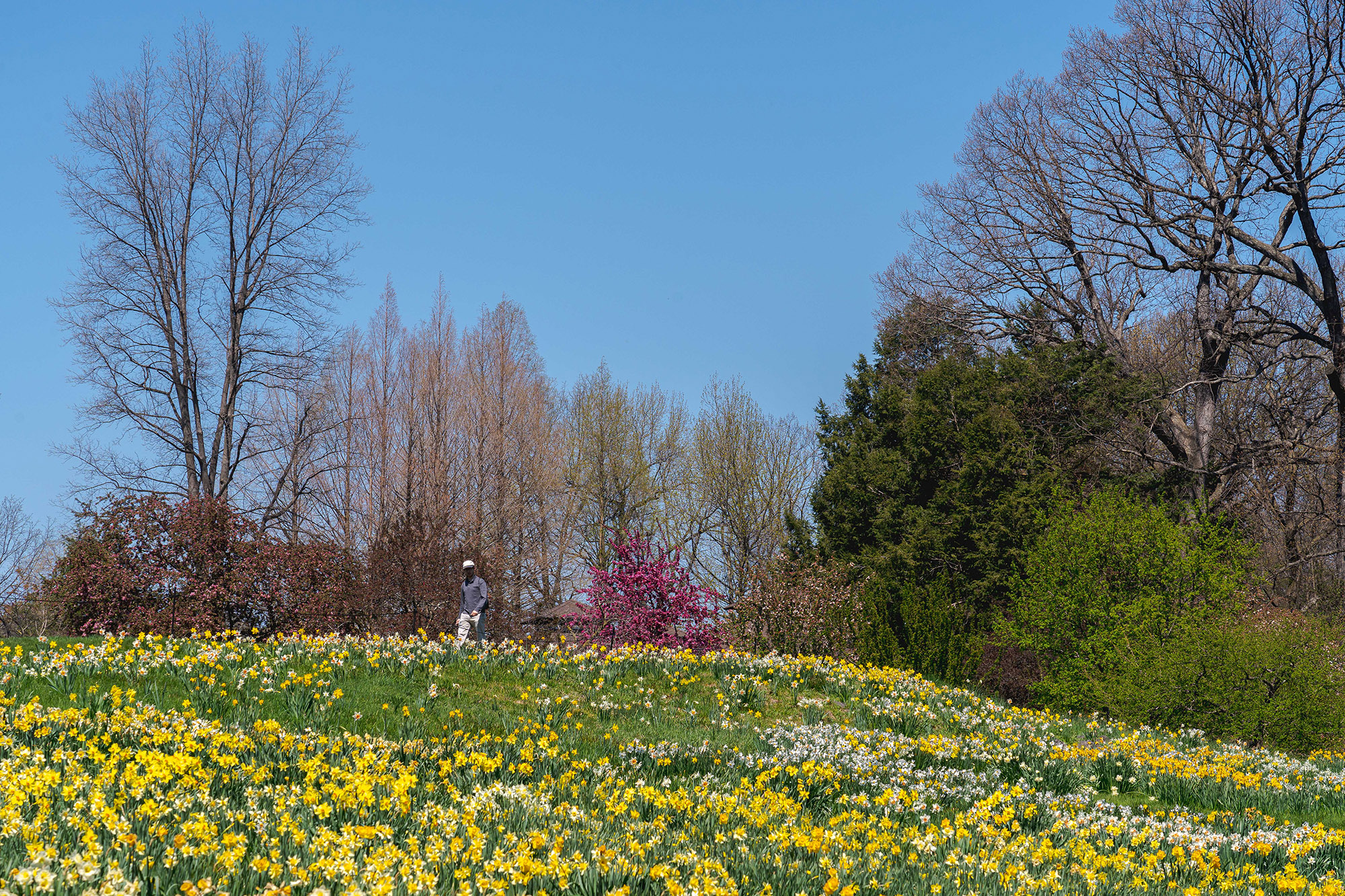 A wide lawn of yellow and white flowers, surrounded by trees