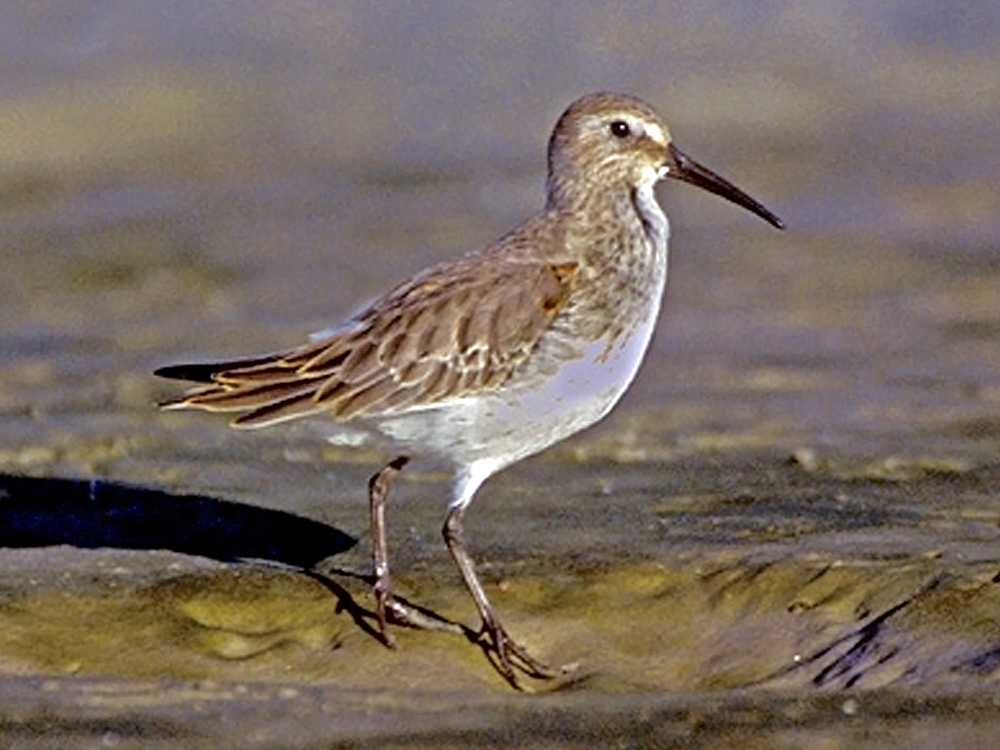 A brown and white shore bird