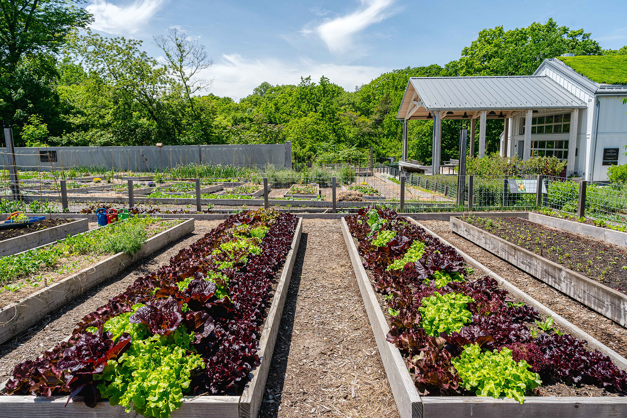 A sunny outdoor vegetable garden with a building visible in the rear corner