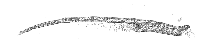 A black and white illustration of a narrow plant part and its cells