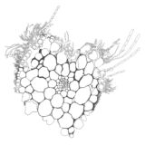 A black and white illustration of a cross-section of a magnified plant part
