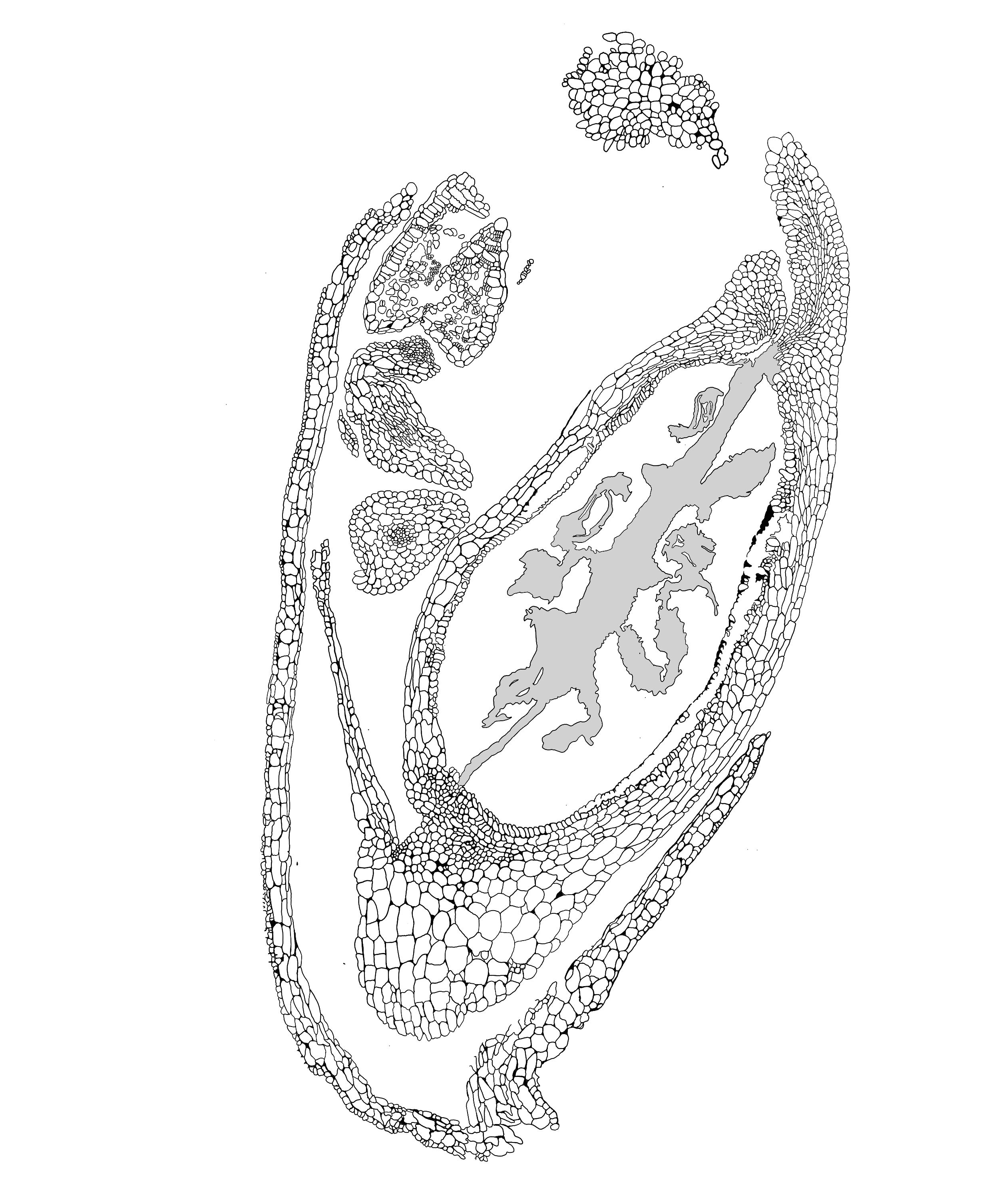 A black and white illustration of a cross-section of a plant under a microscope
