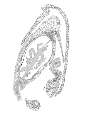 A black and white illustration of a cross-section of a plant under a microscope