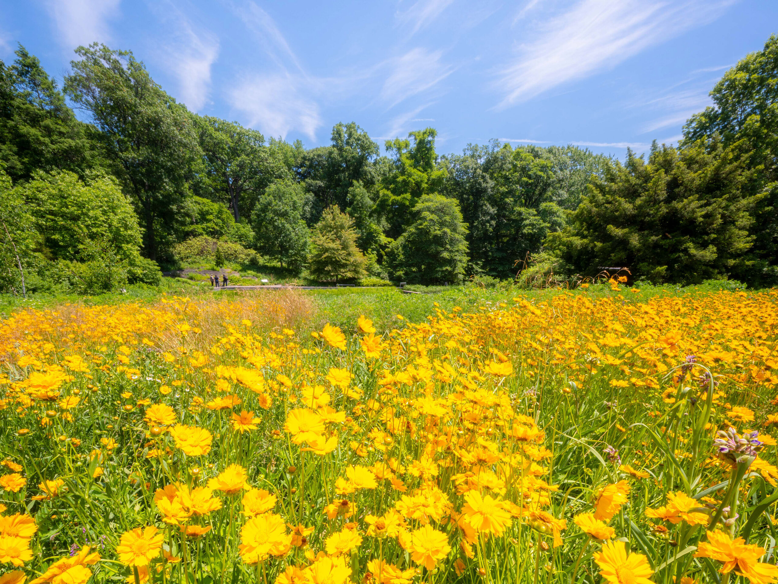 A field of yellow flowers under a bright blue sky, with green trees visible in the background