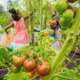 A group of children harvest red tomatoes in a green garden