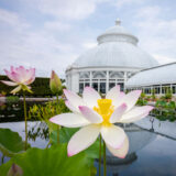 a white and pink lotus stands tall from the Conservatory Pool with the dome in the background