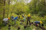 A group of people wearing hard hats dig and plant trees in a forest.
