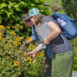 Two people in summer clothes and backpacks examine yellow flowering plants in a sunny garden