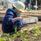 A child in a white bucket hat and blue jacket uses a pail to water small green seedlings in a garden