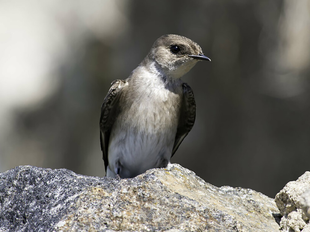 A small brown and white bird sitting on a rock