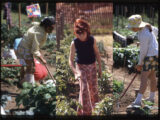 Three images of people in colorful outfits gardening on a sunny day