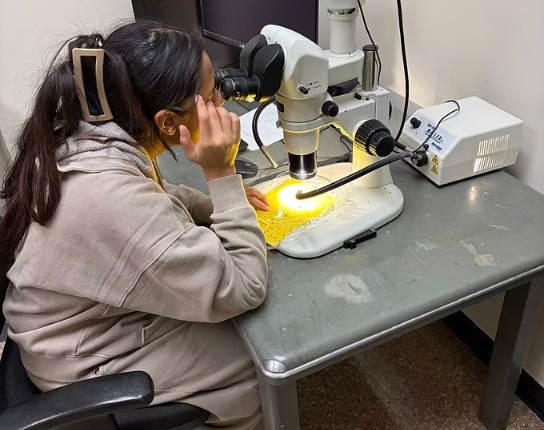 A person with long dark hair, wearing a beige sweatshirt, observes objects through the lens of a microscope