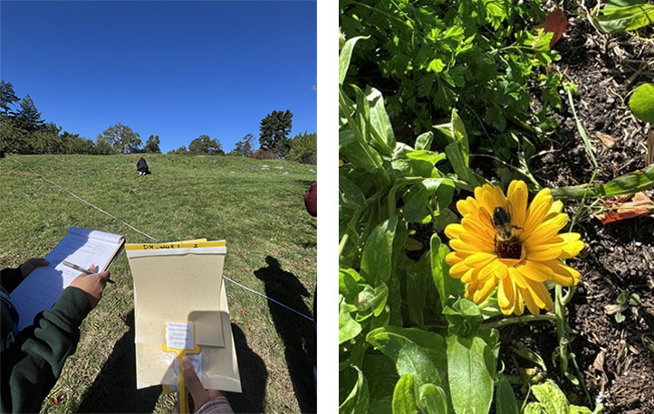 Images of people taking samples in a grassy field alongside a photo of a bee inside a yellow flower