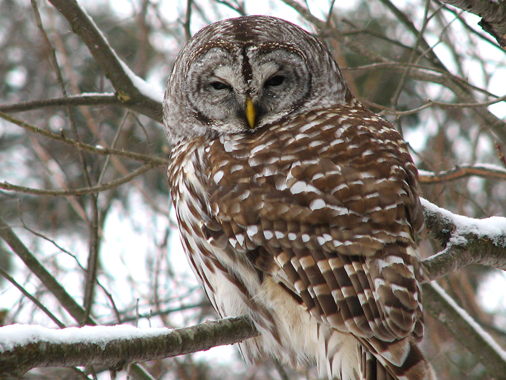 A striped brown and white owl sitting in a snowy tree