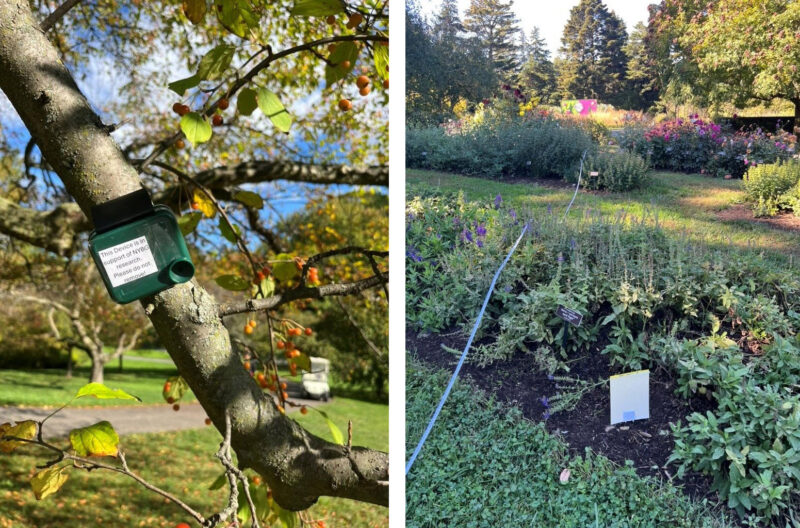 Juxtaposed images of a green monitoring device attached to a brown tree branch, alongside an image of a cable winding through a flower garden