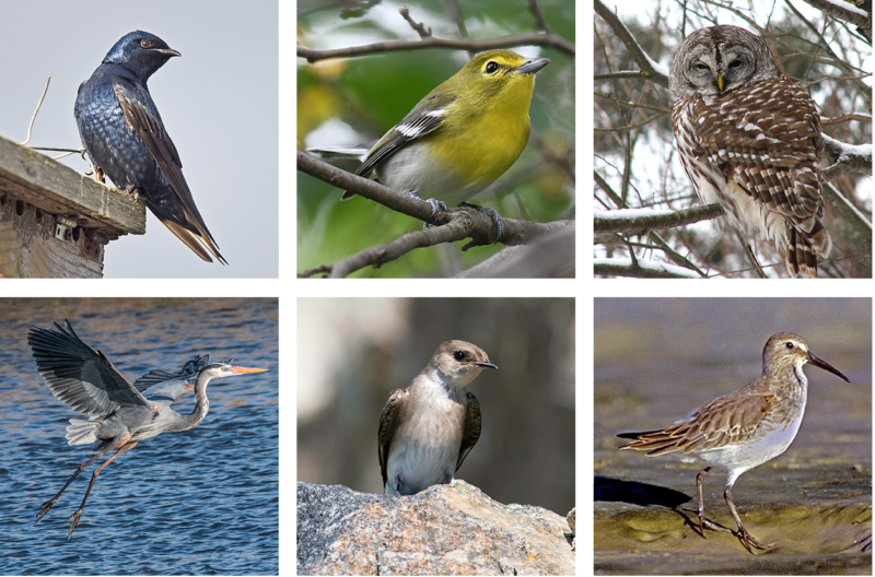 An arrangement of six bird photos in a grid