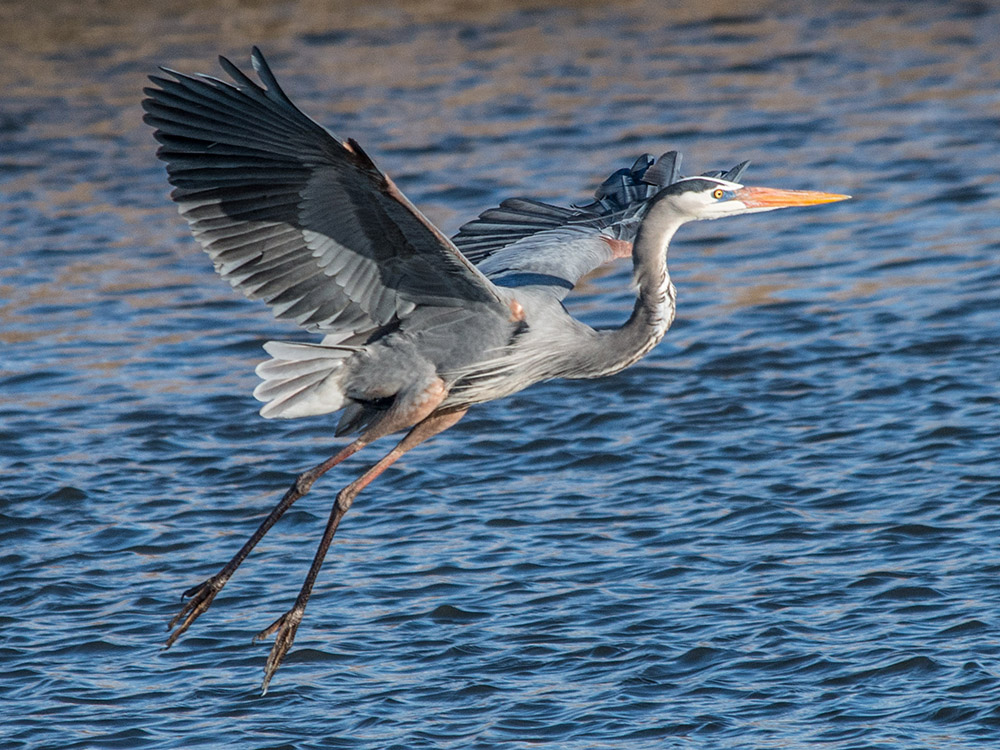 A large, long-necked bird flying low over a body of water