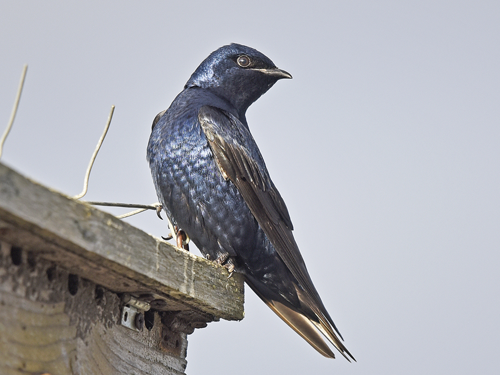 An iridescent purple-blue bird sitting on the edge of a birdhouse