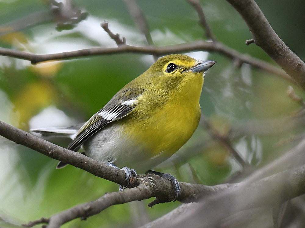 A small yellow and white songbird sitting on a brown branch