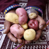 A person holds two handfuls of purple, pink, and yellow potatoes