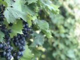 A cluster of purple grapes among green leaves